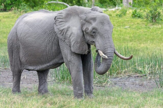 elephant, africa, african bush elephant, trunk, mammal, pachyderm, south africa, botswana, elephant herd, okavanga delta, baby elephant, proboscidea, indian elephant, elephant family, ivory, nature, safari, animal, elephant, elephant, elephant, elephant, indian elephant, indian elephant, indian elephant, indian elephant, indian elephant