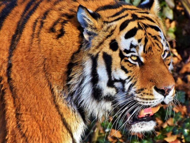 Majestic tiger wallpaper in HD with intense eyes Majestic tiger wallpaper in HD with intense eyes