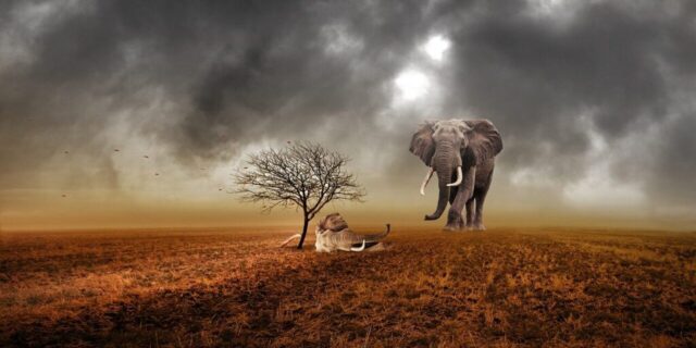 elephant, animal, animals, nature, elephant head, ivory, baby elephant, dead, sadness, landscape dark, grisaille, cloud, earth, rain, picture