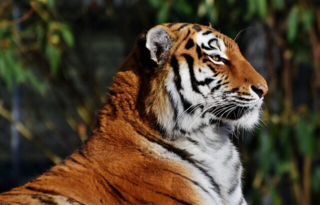 Aesthetic tiger wallpaper with dark background Aesthetic tiger wallpaper with dark background