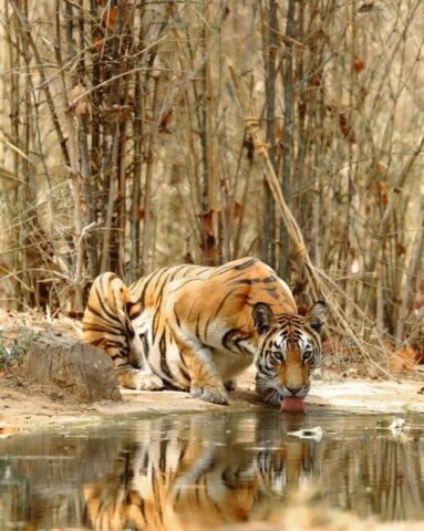 Golden tiger wallpaper with natural scenery Golden tiger wallpaper with natural scenery
