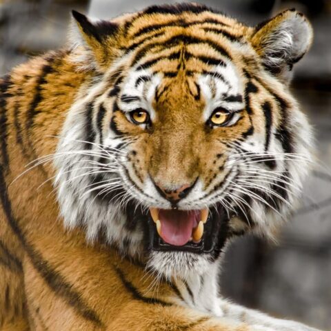 High-resolution tiger wallpaper for desktop screens High-resolution tiger wallpaper for desktop screens