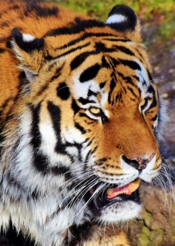 Stunning tiger wildlife portrait wallpaper HD Stunning tiger wildlife portrait wallpaper HD