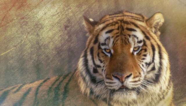 Fierce tiger animal wallpaper in ultra HD quality Fierce tiger animal wallpaper in ultra HD quality