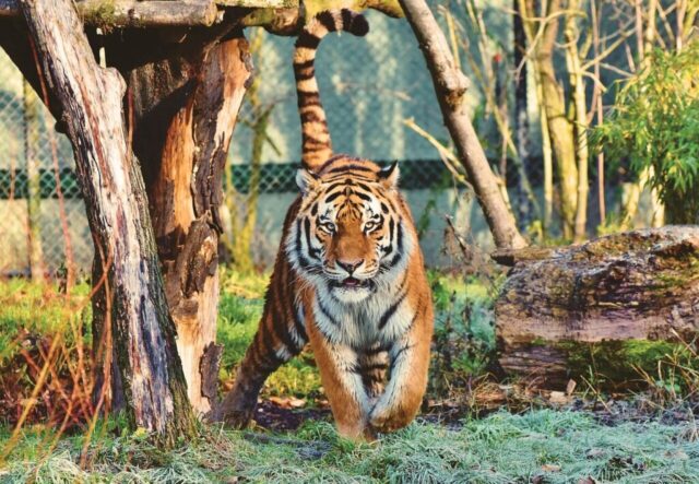 Wild tiger wallpaper with dramatic sky background Wild tiger wallpaper with dramatic sky background