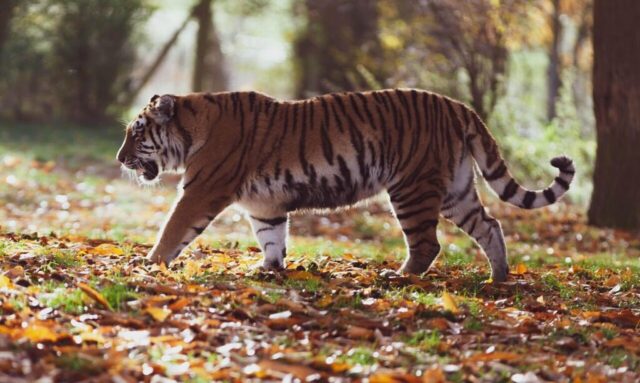 Angry tiger roaring wallpaper for desktop Angry tiger roaring wallpaper for desktop