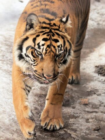animal, zoo, tiger, walking, nature, brown walking, brown tiger animal, zoo, tiger, walking, nature, brown walking, brown tiger