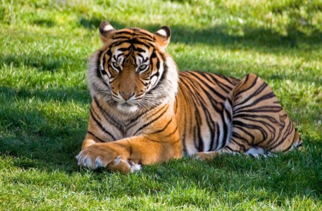 Royal Bengal tiger portrait wallpaper background Royal Bengal tiger portrait wallpaper background
