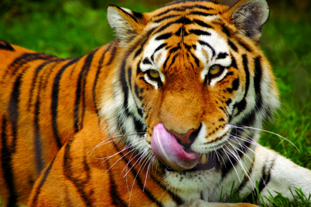 Epic tiger wallpaper in high-definition quality Epic tiger wallpaper in high-definition quality