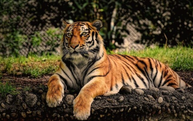 tiger, predator, fur, beautiful, dangerous, big cat, wildlife, tierpark hellabrunn, tiger, tiger, tiger, tiger, tiger tiger, predator, fur, beautiful, dangerous, big cat, wildlife, tierpark hellabrunn, tiger, tiger, tiger, tiger, tiger