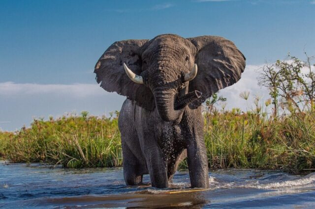 african elephant, africa, botswana, elephant, safari, african elephant, african elephant, botswana, elephant, elephant, elephant, elephant, elephant