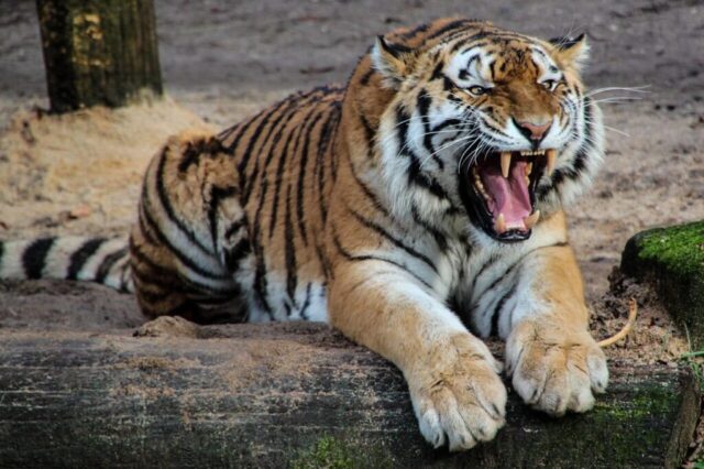 Roaring tiger 4K Wallpaper Roaring tiger 4K Wallpaper