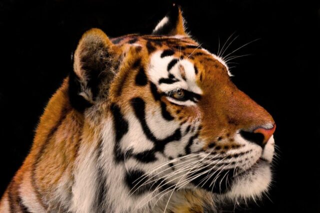 Giant tiger wallpaper with realistic wildlife scene Giant tiger wallpaper with realistic wildlife scene