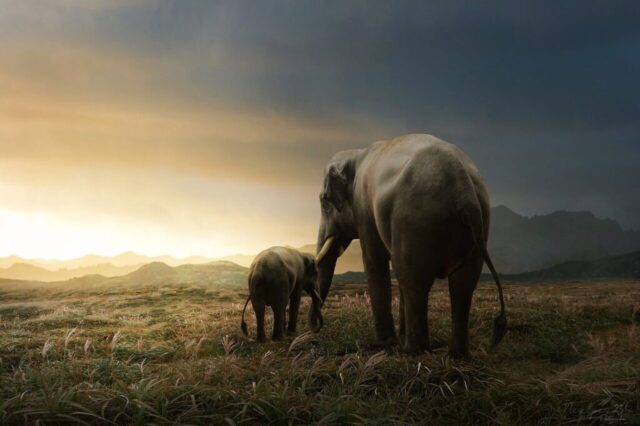 mother elephant, nature, baby elephant, wildlife, elephants, africa, mother, elephant, thailand, animal, mammal, family, wild, baby, heart, love