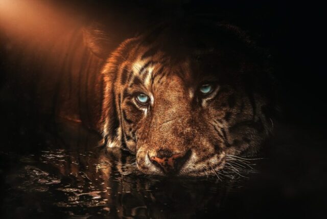Beautiful tiger artwork wallpaper for backgrounds Beautiful tiger artwork wallpaper for backgrounds