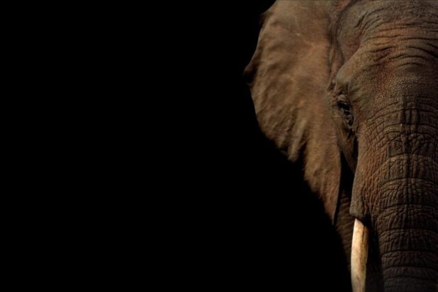 elephant, nature, tusk, trunk, pachyderm, elephant portrait, elephant profile, large animal, large mammal, animal, wildlife, mammal, copy space