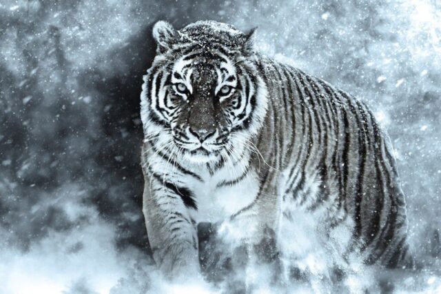 Tiger snowy landscape HD wallpaper Tiger snowy landscape HD wallpaper