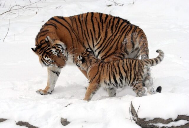 tiger wallpaper with his baby with white background tiger wallpaper with his baby with white background