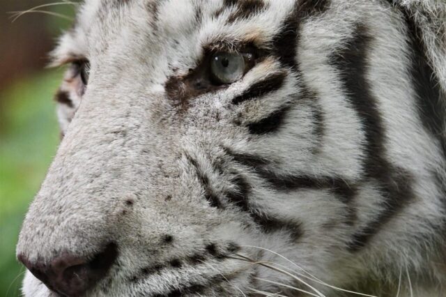 White tiger 4K Wallpaper White tiger 4K Wallpaper