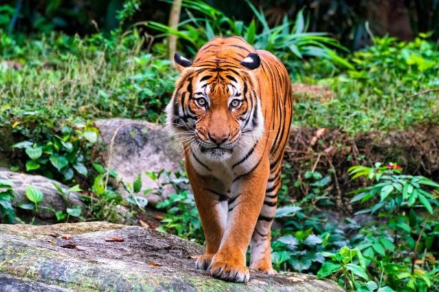 malayan tiger, nature, tiger, wildlife, animal, zoo malayan tiger, nature, tiger, wildlife, animal, zoo