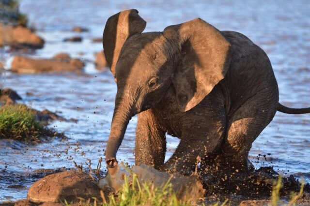 african elephant, elephant, river, animal, kenya, africa, wildlife, mammal, loxodonta africana, nature, african bush elephant