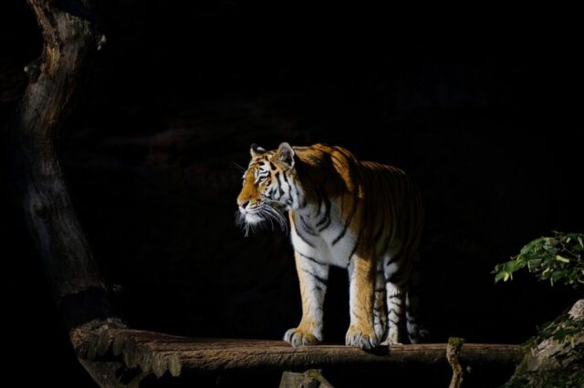 Fierce tiger animal wallpaper in ultra HD quality Fierce tiger animal wallpaper in ultra HD quality