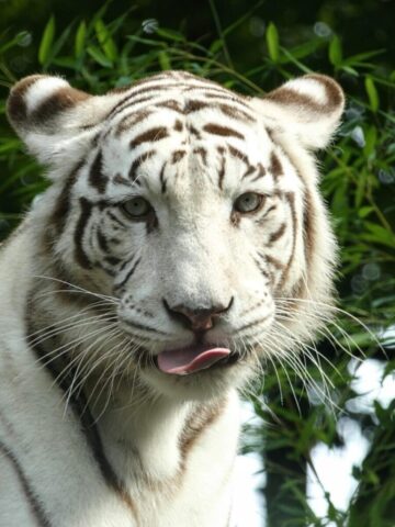 Beautiful tiger in forest scenery wallpaper Beautiful tiger in forest scenery wallpaper