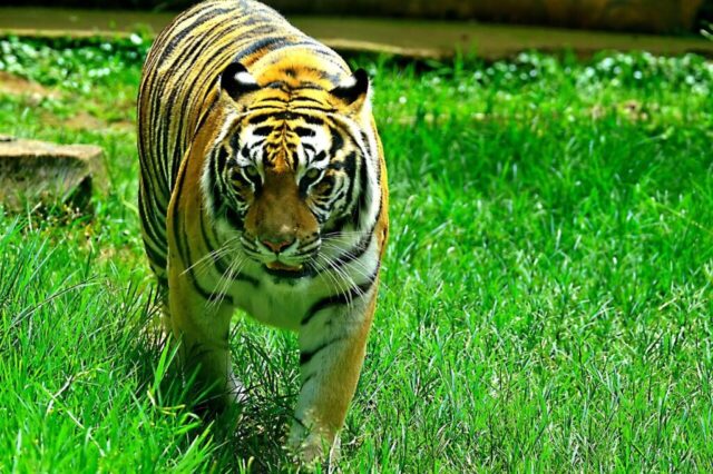 HD tiger wallpaper with detailed fur texture HD tiger wallpaper with detailed fur texture