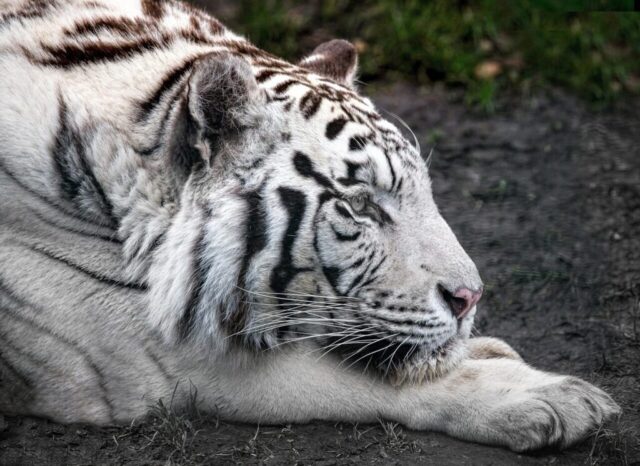 High-resolution tiger wallpaper for desktop screens High-resolution tiger wallpaper for desktop screens