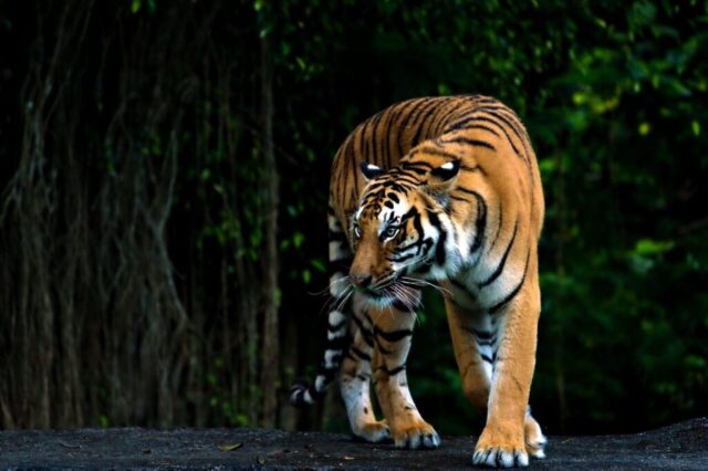 Tiger wallpaper with colorful artistic background Tiger wallpaper with colorful artistic background