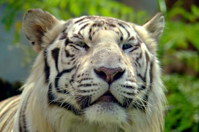 Strong tiger wallpaper for mobile and desktop Strong tiger wallpaper for mobile and desktop