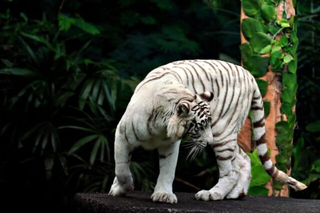 Wild tiger running through the forest wallpaper Wild tiger running through the forest wallpaper