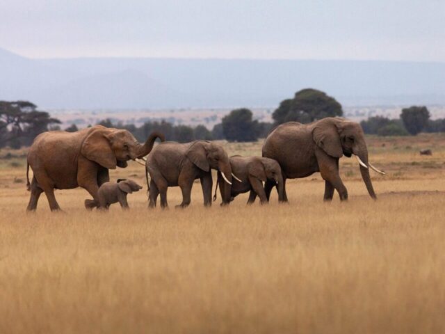 safari, wildlife, elephant, elephant family, baby elephant, ai generated