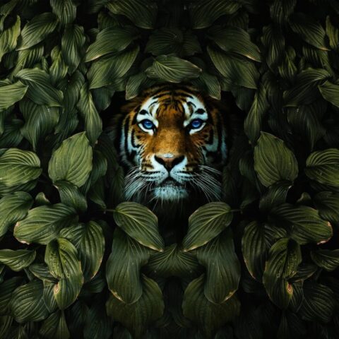 Stunning wildlife tiger wallpaper in 4K quality Stunning wildlife tiger wallpaper in 4K quality