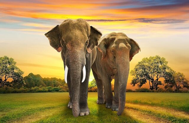 elephant love wallpapers