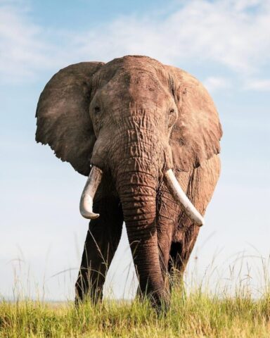 elephant, nature, wildlife, safari, animal, mammal, pachyderm, trunk, man, africa, wilderness, india, cute