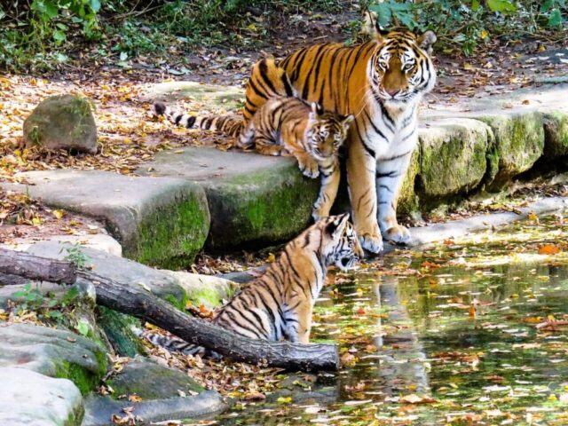 White tiger close-up wallpaper in ultra HD White tiger close-up wallpaper in ultra HD