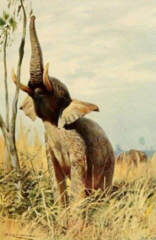vintage elephant, african elephant, elephant, african elephant, elephant, elephant, elephant, elephant, elephant