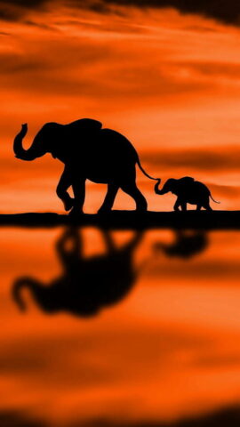 HD wallpaper background elephant girly elephant