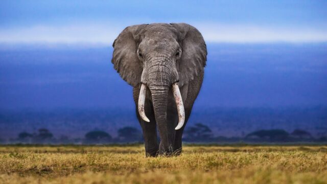 Rear view of african elephant walking on field against sky