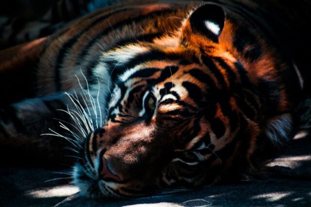 Tiger resting peacefully in jungle wallpaper Tiger resting peacefully in jungle wallpaper