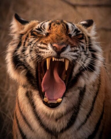 brown and black tiger showing tongue brown and black tiger showing tongue