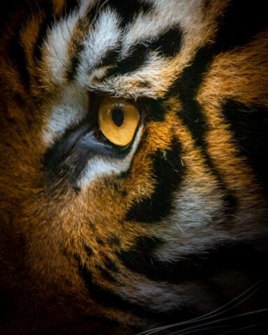 brown tiger brown tiger
