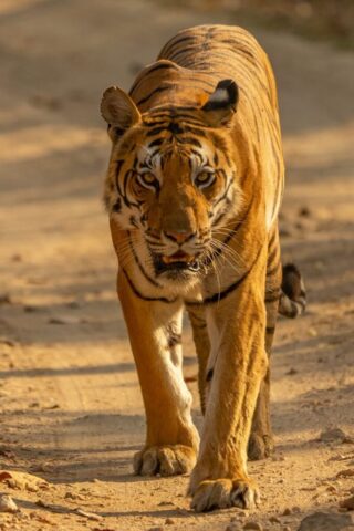 brown tiger walking on brown sand during daytime brown tiger walking on brown sand during daytime