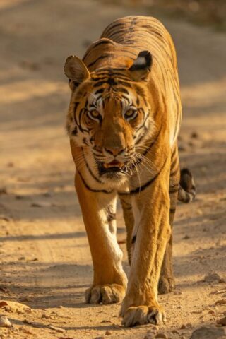 brown tiger walking on brown sand during daytime brown tiger walking on brown sand during daytime