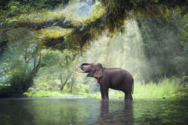 elephant 4k wallpapers