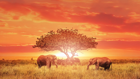 African elephants at sunset. Africa. Tanzania. Serengeti national park.