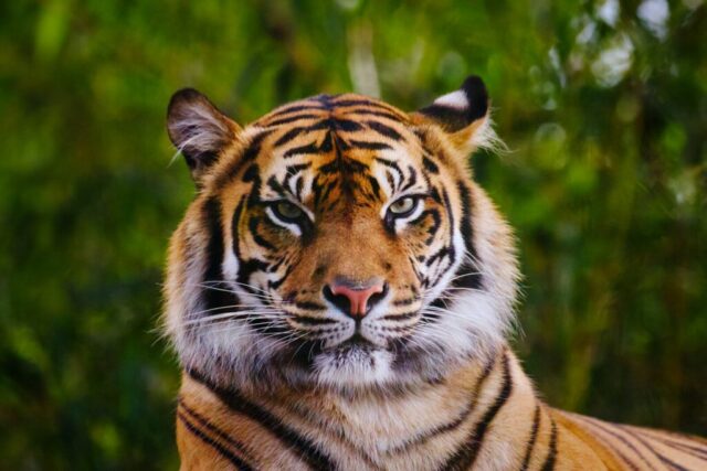 a close up of a tiger with trees in the background a close up of a tiger with trees in the background