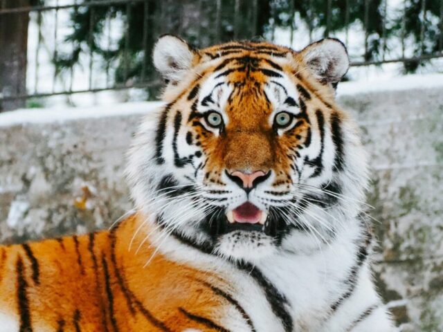 close-up photography of tiger close-up photography of tiger