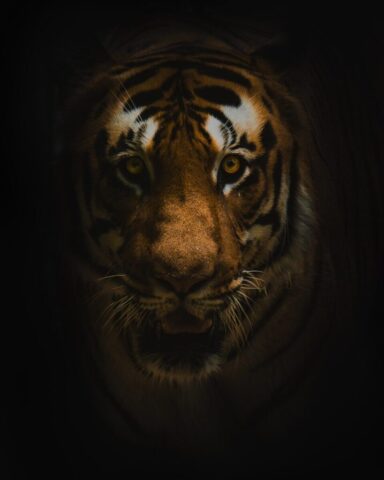 A close up of a tiger's face in the dark A close up of a tiger's face in the dark